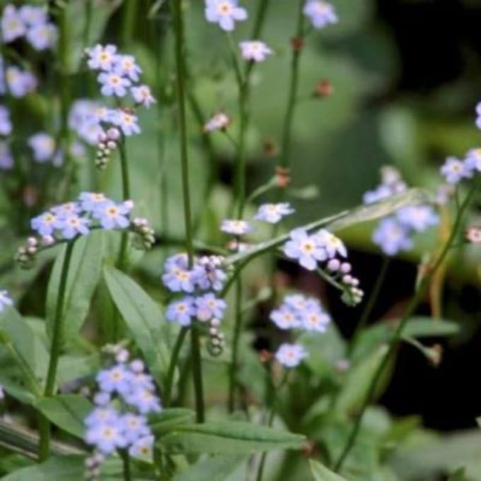 6 x Myosotis palustris - MOERAS VERGEET MIJ NIETJE - pot 9 x 9 cm