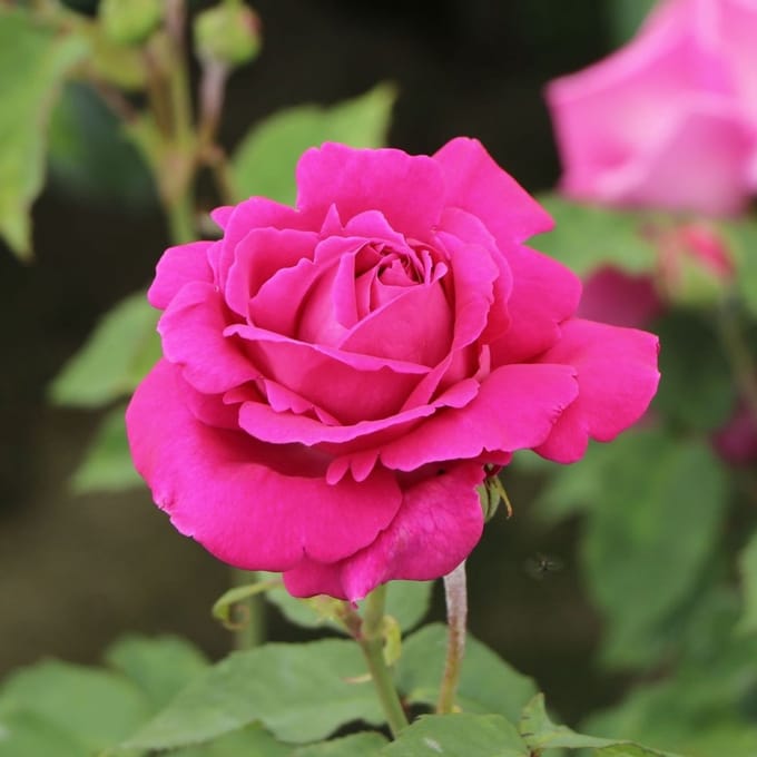 Rosa 'Isaac Pereire' - Prachtige rozen voor in de tuin