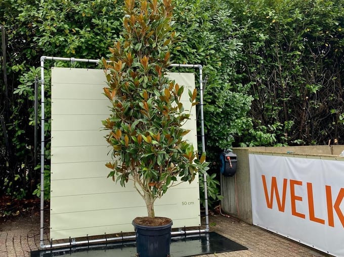 Magnolia Grandiflora Gallisoniensis - hoogte 400 cm
