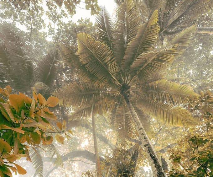 Fotobehang - Palms Panorama 300x250cm - Vliesbehang