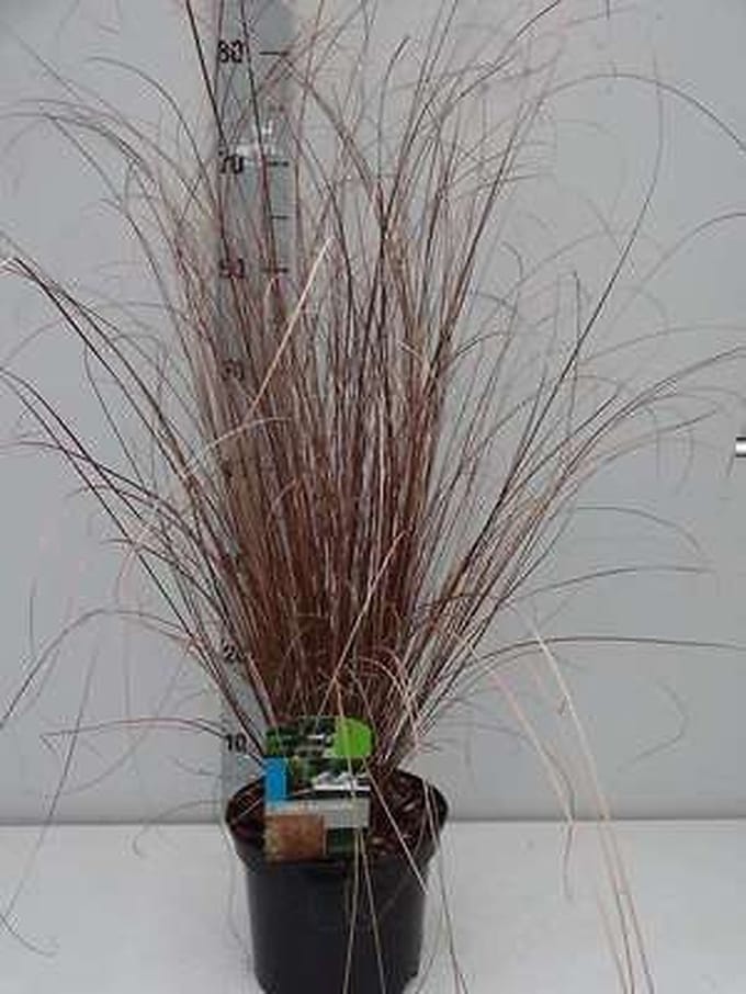 Zegge - Carex buchananii | 3 liter pot