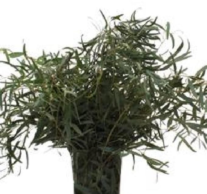 5x Sg eucalyptus nicholii 70cm