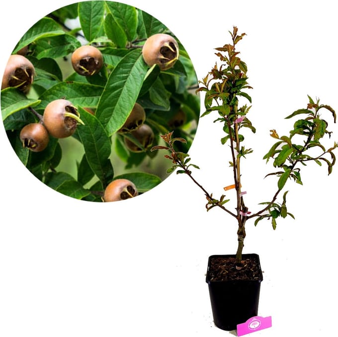 Mespilus Germanica 'Notthingham', Mispel, 5 liter pot