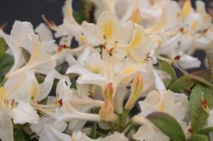 Azalea Knaphill - Azalea wit 40- 50 cm in pot