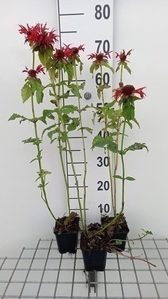 6x Bergamotplant - Monarda hybr. 'Gardenview Scarlet' | 9x9 cm pot