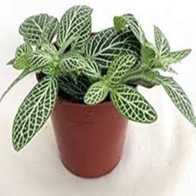 Decoratief Beeld - Kamerplant Fittoria - Kunststof - Warentuin Natuurlijk - Wit