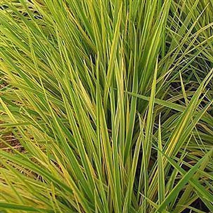 6x Goudvosstraat - Alopecurus prat. 'Aureovariegatus' | 9x9 cm pot