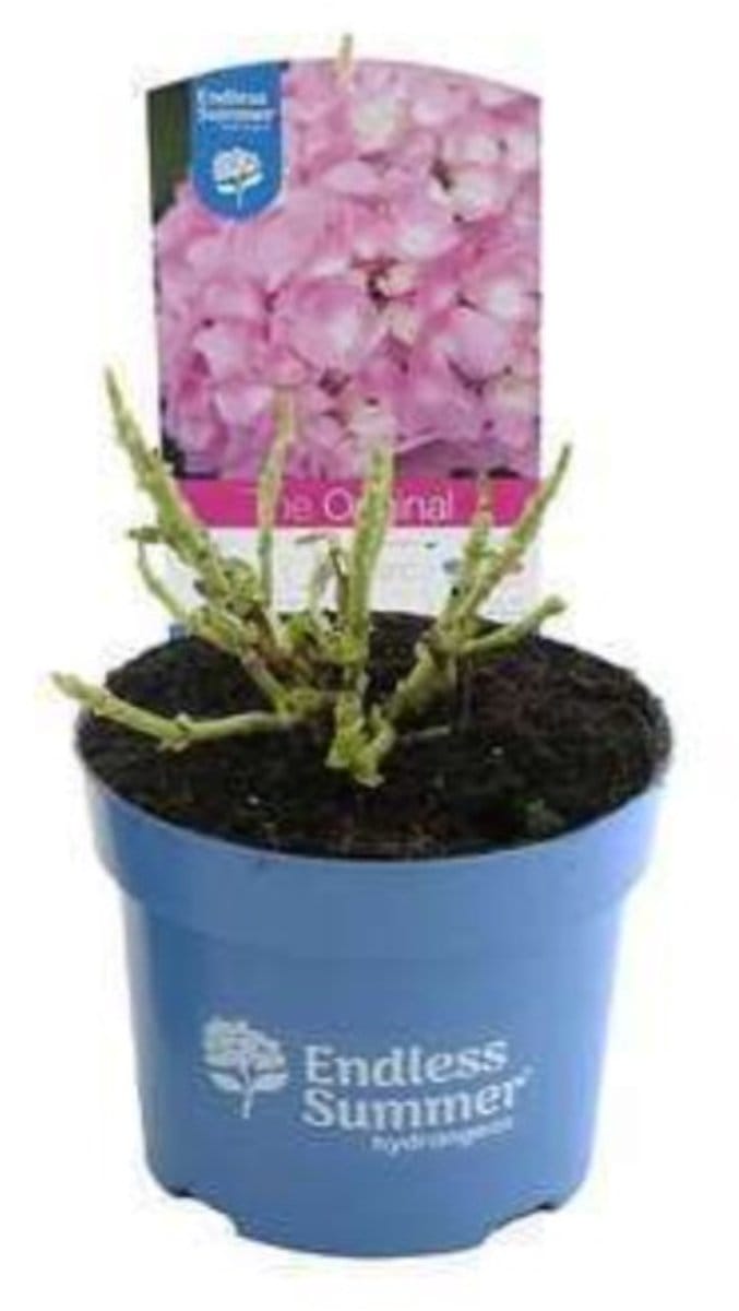 Hydrangea macr. 'Endless Summer The Original'®pink - Hortensia 25- 30 cm in pot