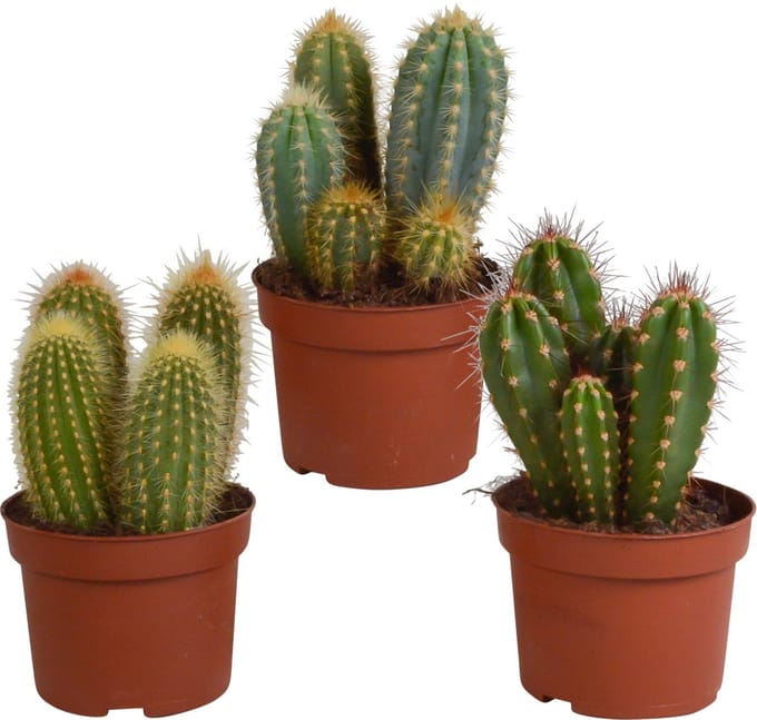 Cereus mix 10,5 cm | 3 stuks
