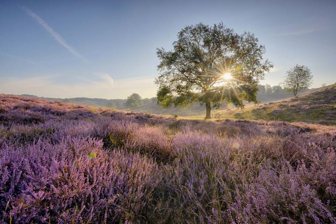 Fotobehang Heide op de Posbank 450 x 260 cm - € 295,--