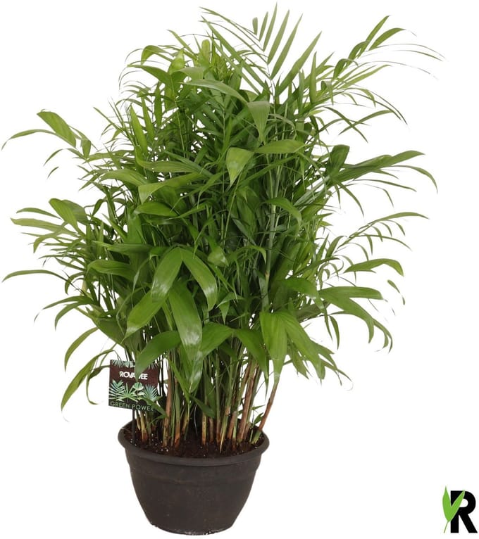 Chamaedorea Seifrizii 120 cm - Kamerplant - Potmaat Ø35 cm