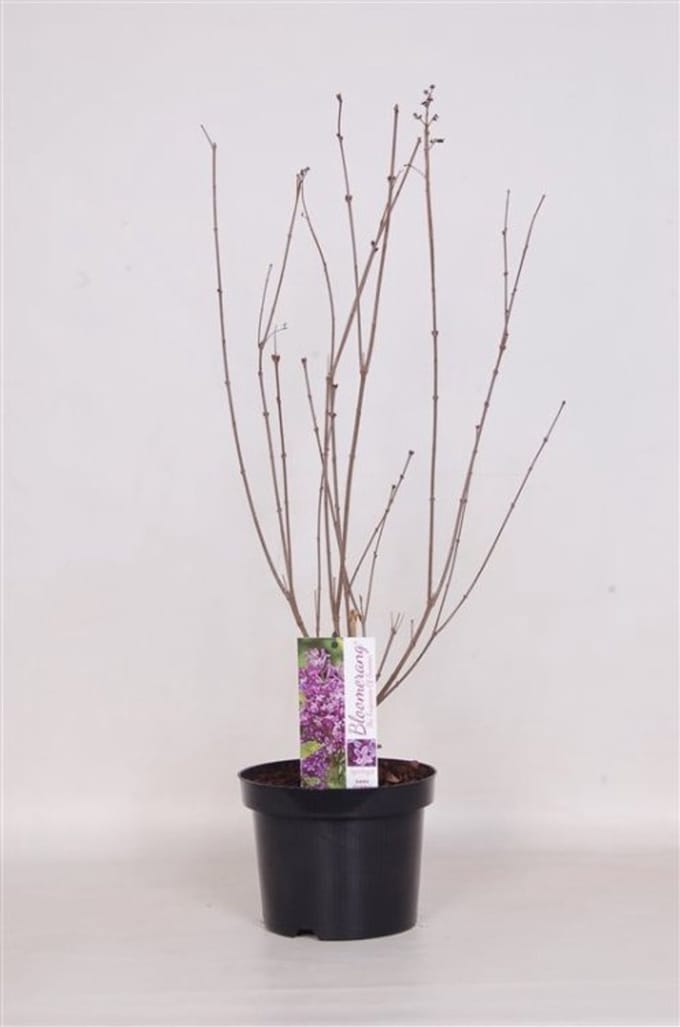 Arbustes de haie - Un ensemble 1 - Syringa Dark Purple - (3L) 40-50 cm