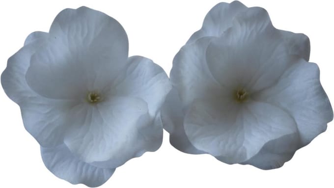 3 x Haarbloemen Clicks Wit