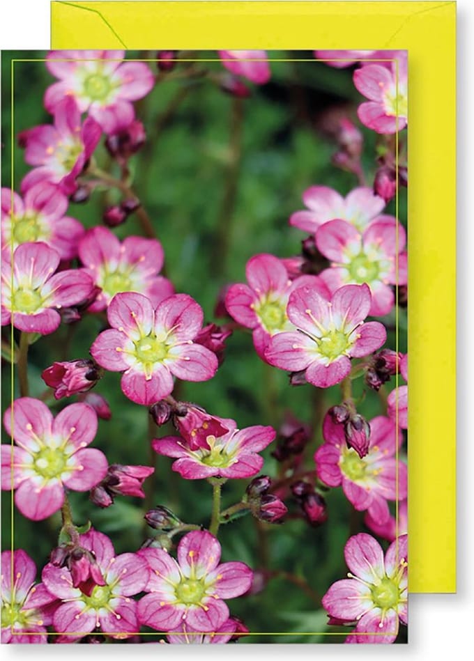 6 Wenskaarten met gekleurde envelop - MGPcards - Blanco - Bloemen - 11,5 x 17 cm