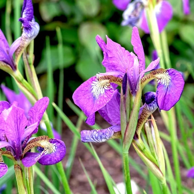 Iris Sibirica 'Sparkling rose' - Baardloze Iris - Wortelgoed - 5 stuks