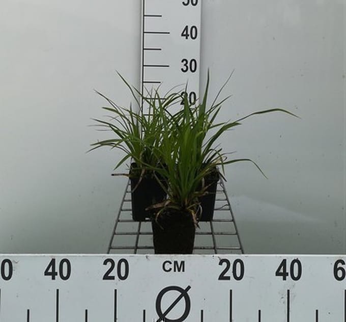 6x Japanse Zegge - Carex morrowii | 9x9 cm pot