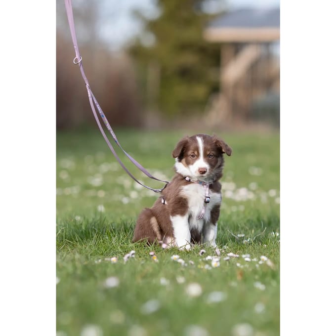 Trixie Junior Puppy H-Harness with Lead M-L: 27-45cm/10mm 2m. light lilac