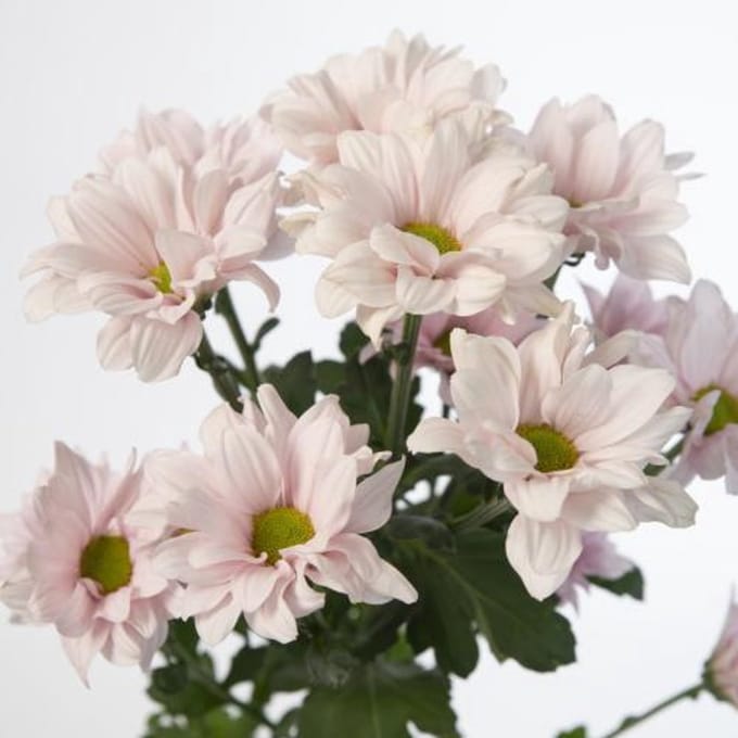 10x Chrysant babe 70cm