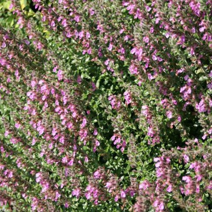 6 x Teucrium Lucidrys - Gamander pot 9x9cm