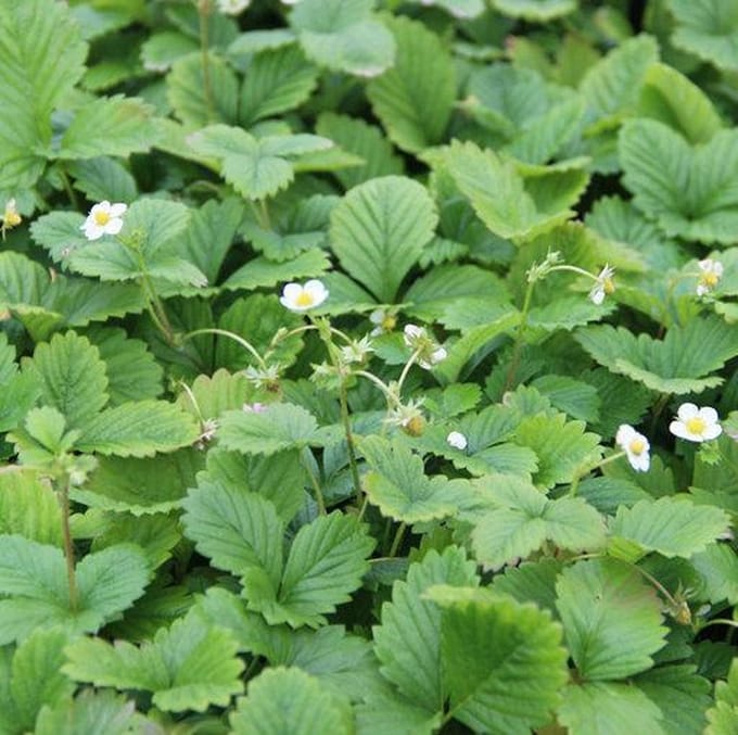6 x Fragaria Vesca 'Alexandria ' - Bosaardbei pot 9x9cm