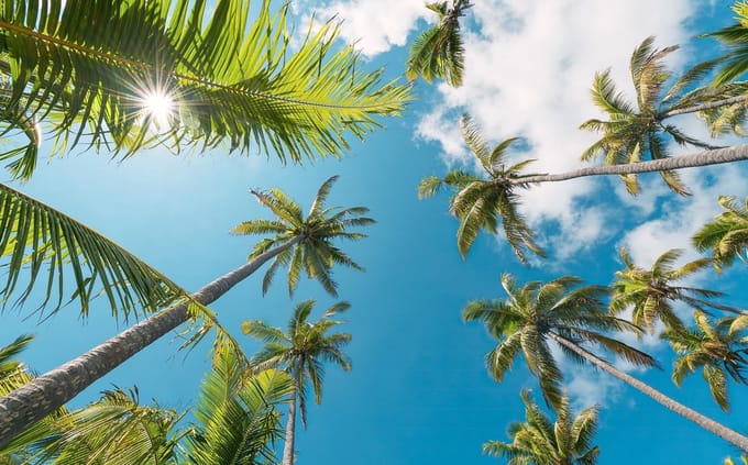 Vanilla Lime Fotobehang Coconut Heaven Ii - Meerkleurig - 2,80m X 450cm