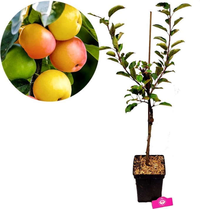 Malus domestica 'Sweet Summer'® speciale appelboom - 5 liter pot