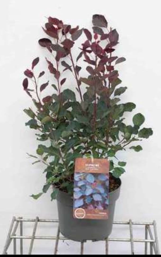 2 x Cotinus cogg. 'Dusky Maiden'® - Pruikenboom 50- 60 cm in pot
