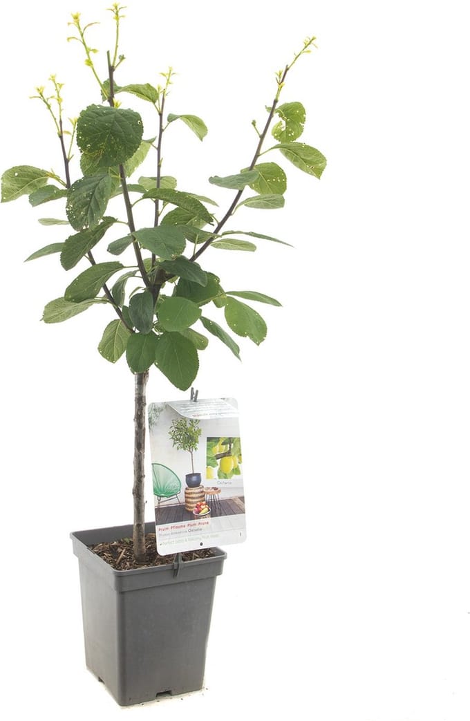 Prunus dom. Ontario Patio