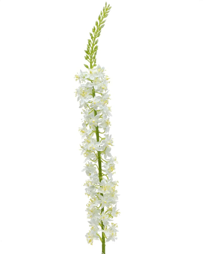 Woestijnstaart wit 106cm