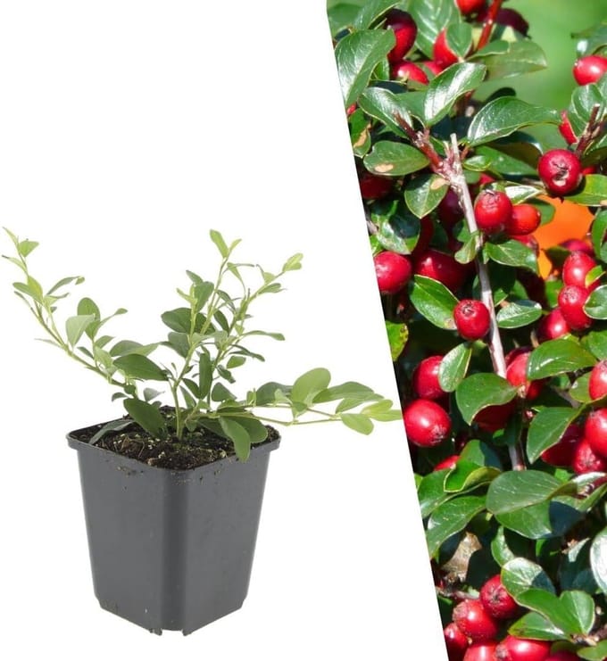 Dwergmispel Planten - Bodembedekkers - Tuin Aankleden - Winterhard - 6 Stuks - Groen