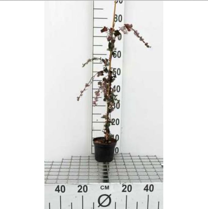 Hedera helix - Gewone Klimop60-80 cm | pot