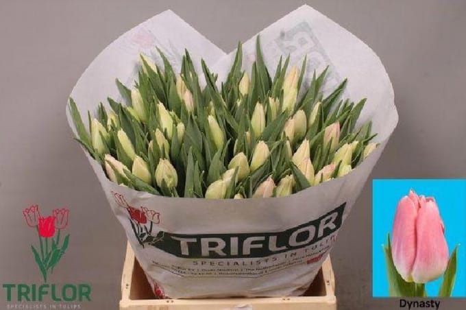 50x Tulipa dynasty en 40cm
