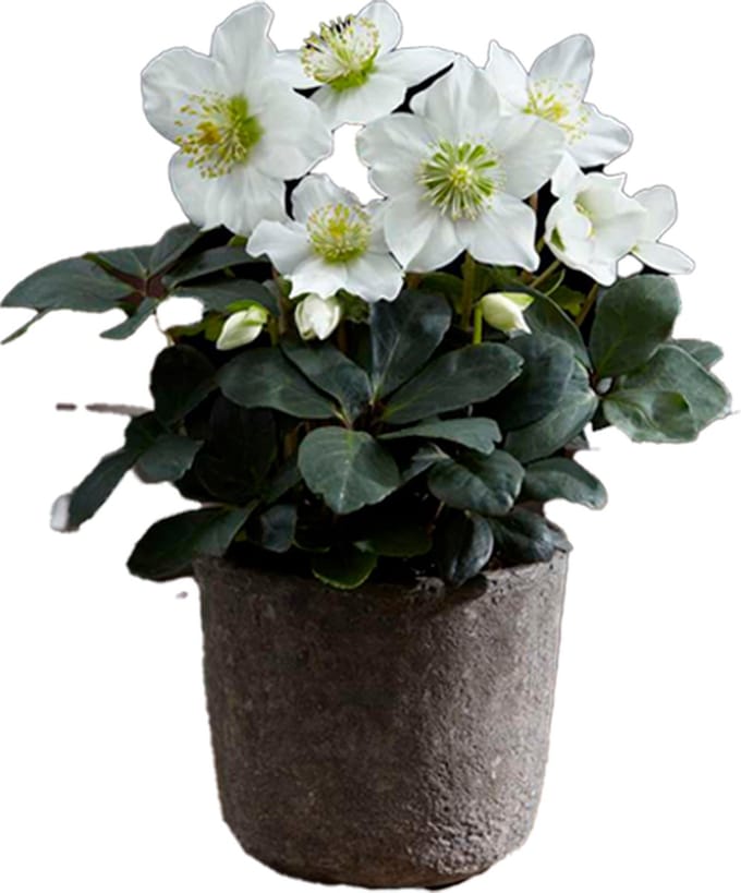 6 x Kerstroos - in pot 9x9 cm - winterbloeier