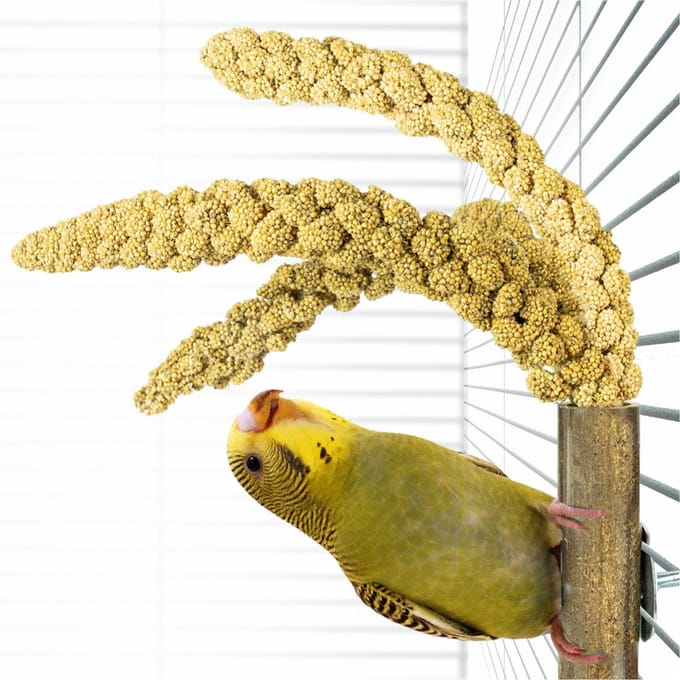 Back Zoo Nature Bamboo Grass Keeper - Vogelspeelgoed - 3x3x20 cm