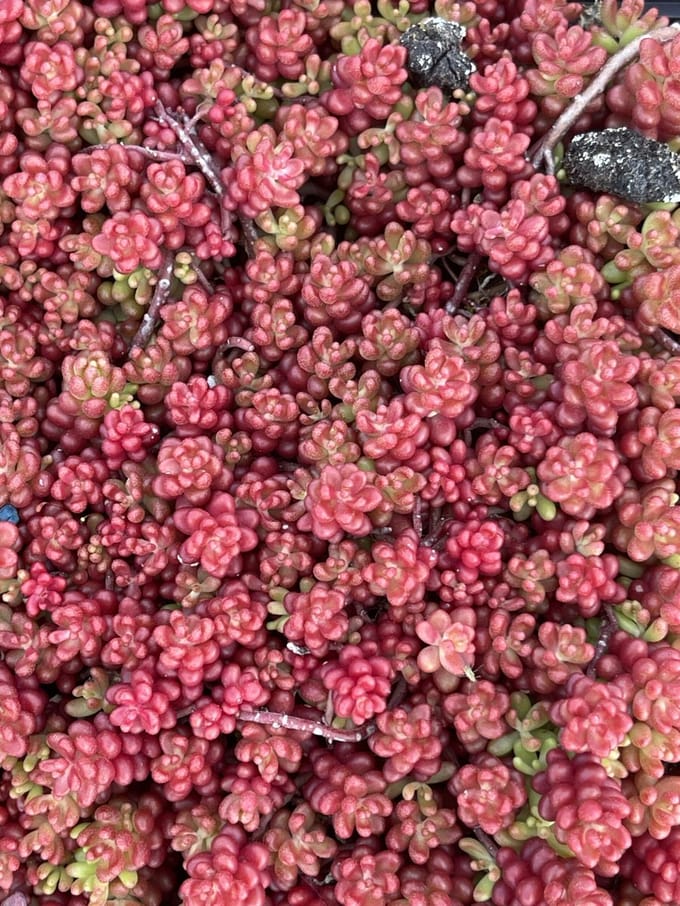 6x Sedum album 'Coral Carpet'