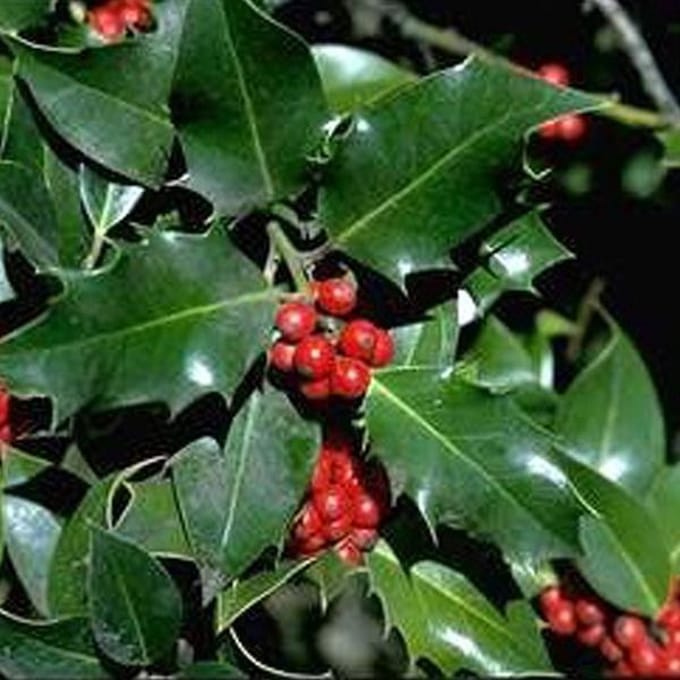 Ilex Aquifolium - Gewone hulst;Scherpe hulst;Groene hulst 60-80 cm pot