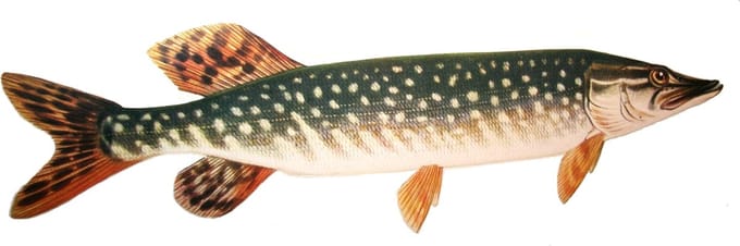 Vis Sticker Vissticker Snoek 51 cm Vis Bootsticker Autosticker Snoeksticker Auto Boot Muur Aanhanger