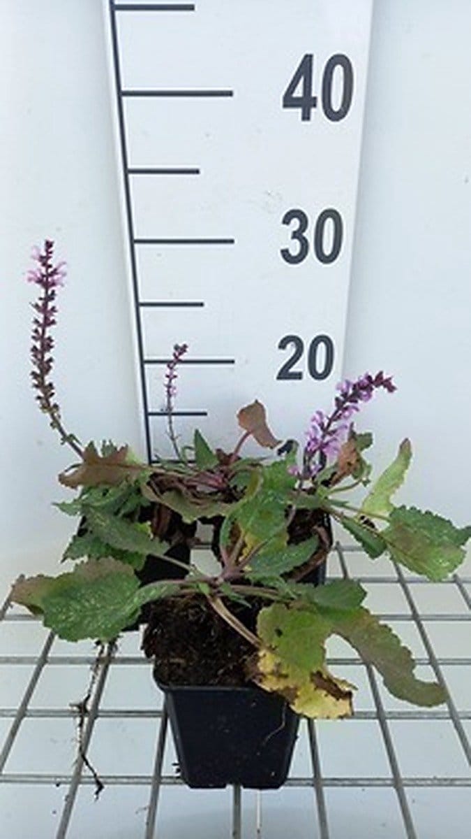6x Salie - Salvia sylv. 'Serenade' | 9x9 cm pot