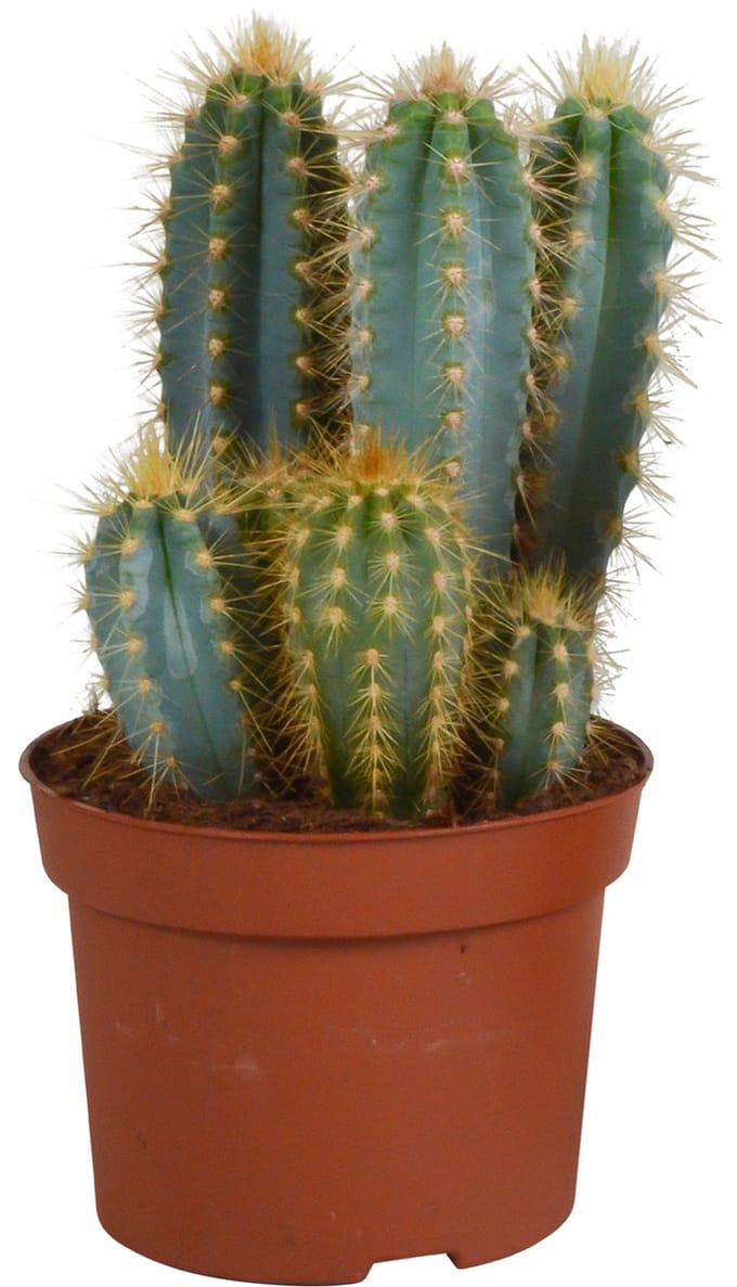 Pilosocereus azureus 12 cm