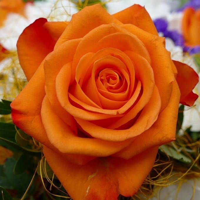 Rosa 'Orange Morsdag' - Prachtige oranje rozen voor Moederdag