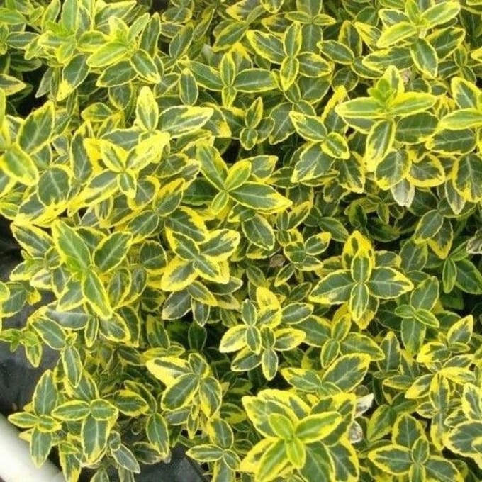 24x Euonymus Emerald Gold - Kardinaalsmuts in 9x9cm pot - Hoogte 15-20cm