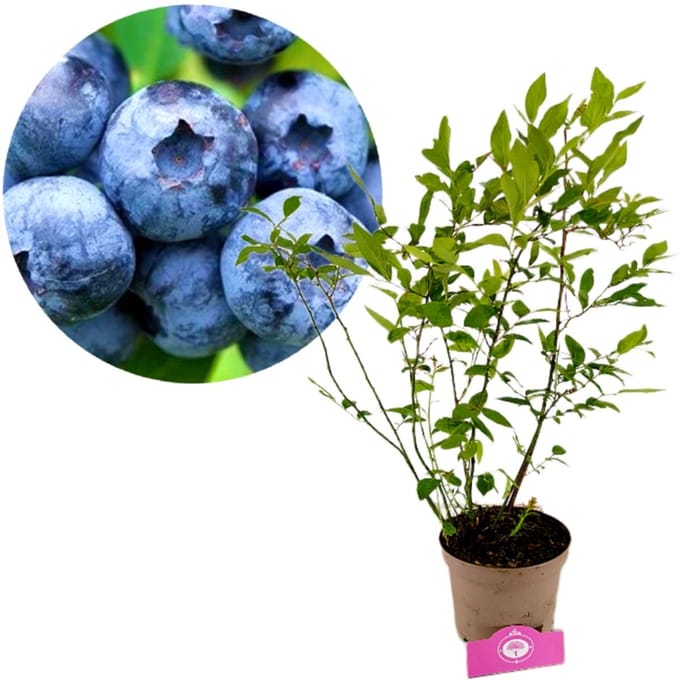 Vaccinium corymbosum 'Goldtraube', blauwe bes, 2 liter pot