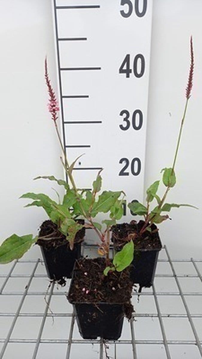 6x Duizenknoop - Persicaria ampl. 'Fascination' | 9x9 cm pot