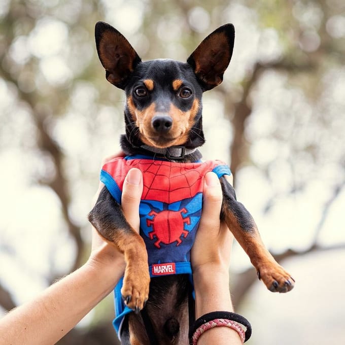 Hondenshirt Spiderman