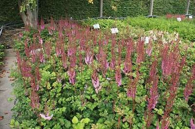 6x Pluimspirea - Astilbe chin. 'Purpurlanze' | 9x9 cm pot