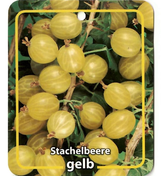 Oosterik home - Ribus Uva-Crispa Stachelbeere Gelb