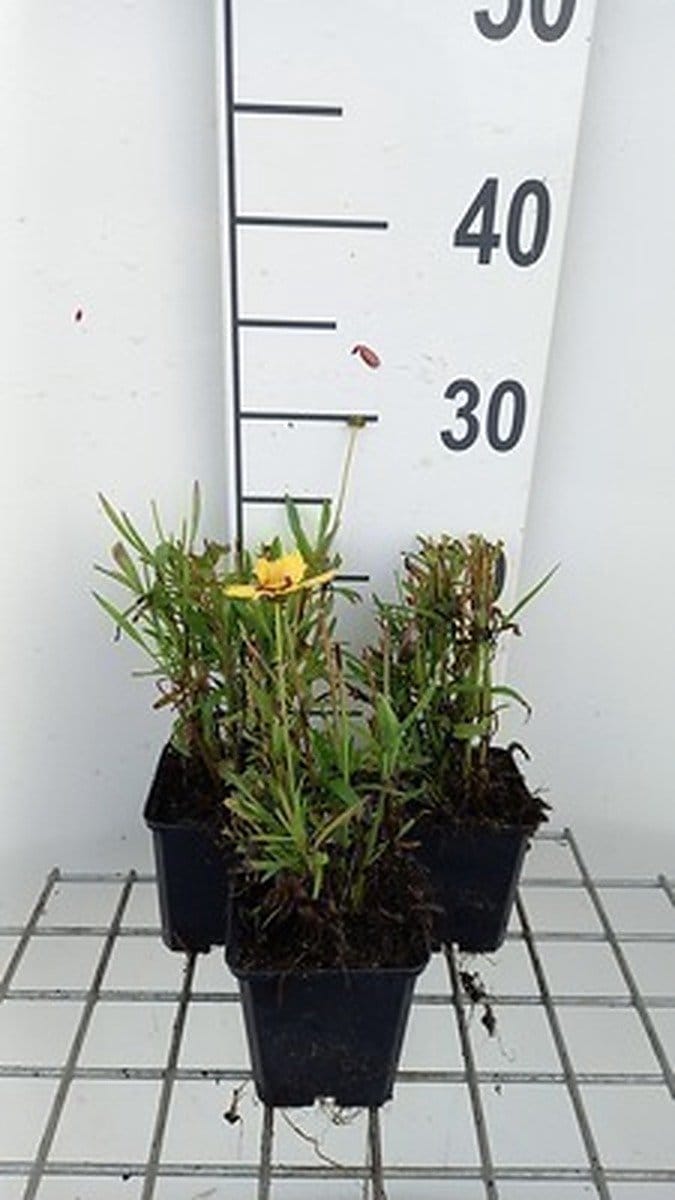 6x Coreopsis - Coreopsis grand. 'Sunkiss' | 9x9 cm pot