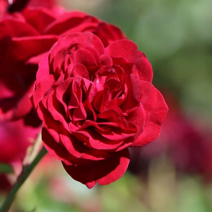 Rosa 'Rotkappchen'® - Prachtige rozen voor in de tuin