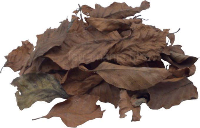 Oak Leaves, 1L