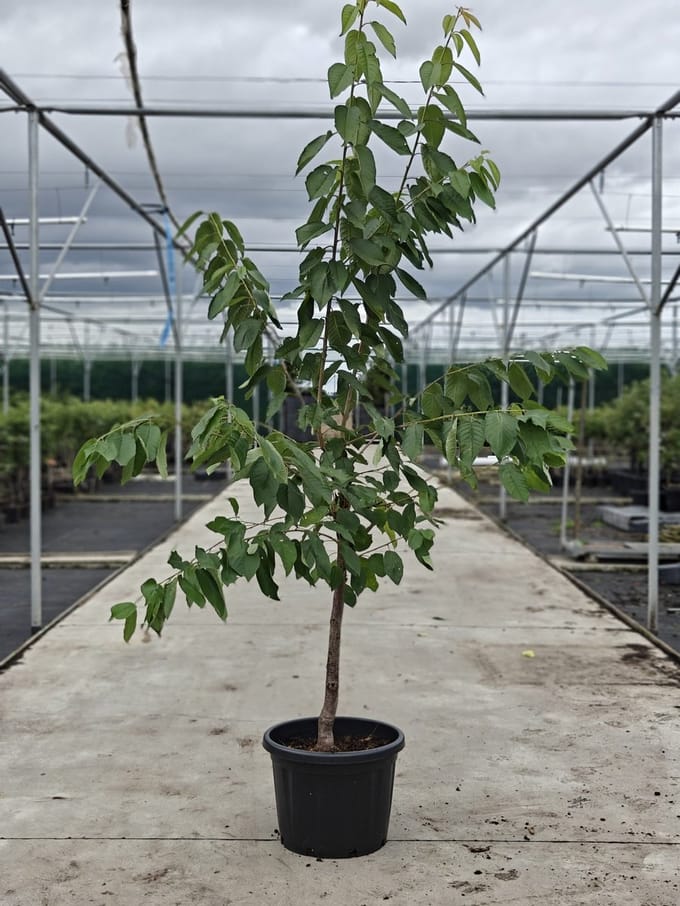 Pyrus communis - Oude Perenboom 'Bonne Louis' - Onderstam BA29 - 45L pot - ca. 2m